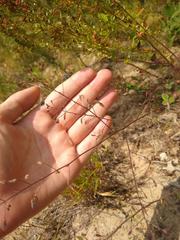 Desmodium marilandicum