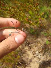 Desmodium marilandicum