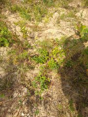 Desmodium marilandicum