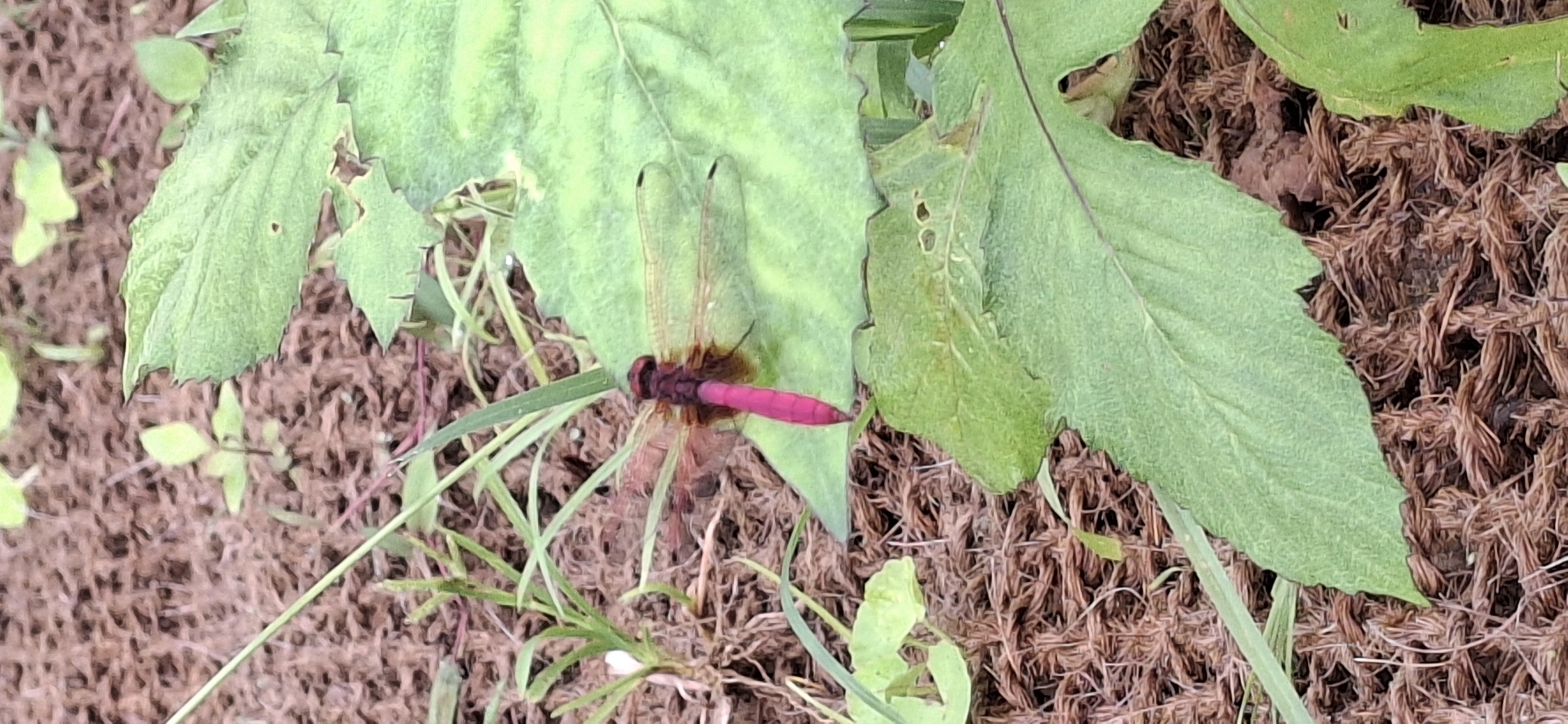 Crimson Marsh Glider