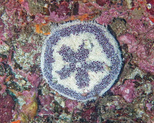 Toxopneustes maculatus observed 2025-06-03