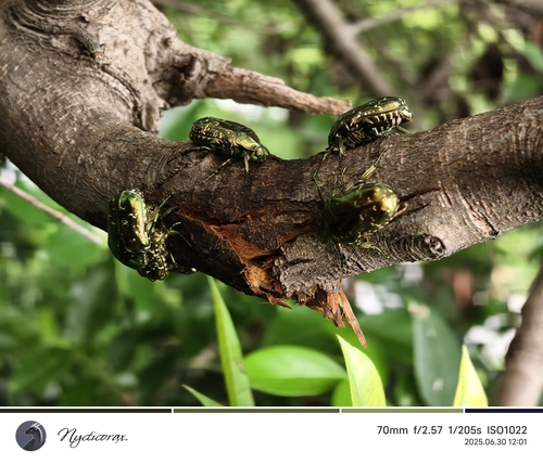 Oriental Flower Beetle
