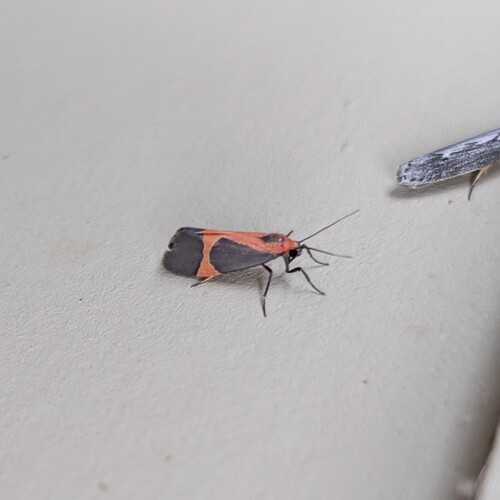 Martin's Lichen Moth photo 3