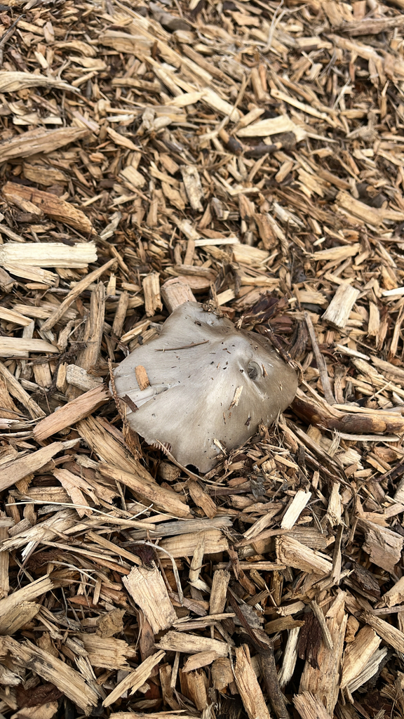 Volvopluteus gloiocephalus · May 2025 · photo: © joyceanny (iNaturalist, cc-by)