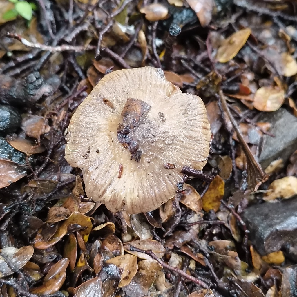 Inocybe