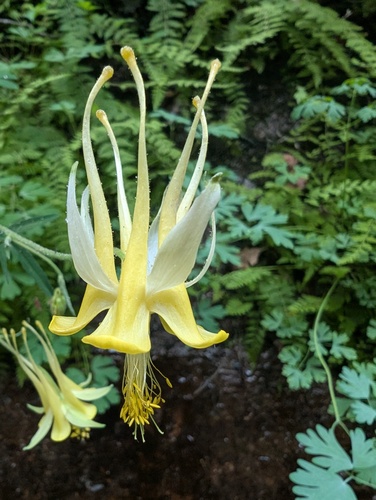 Aquilegia chrysantha