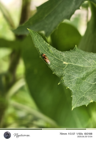 Microchrysa flaviventris