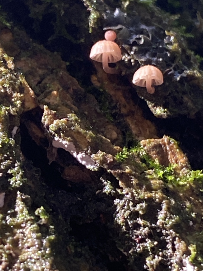 Mycena corticola