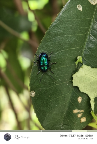 Chrysochus chinensis