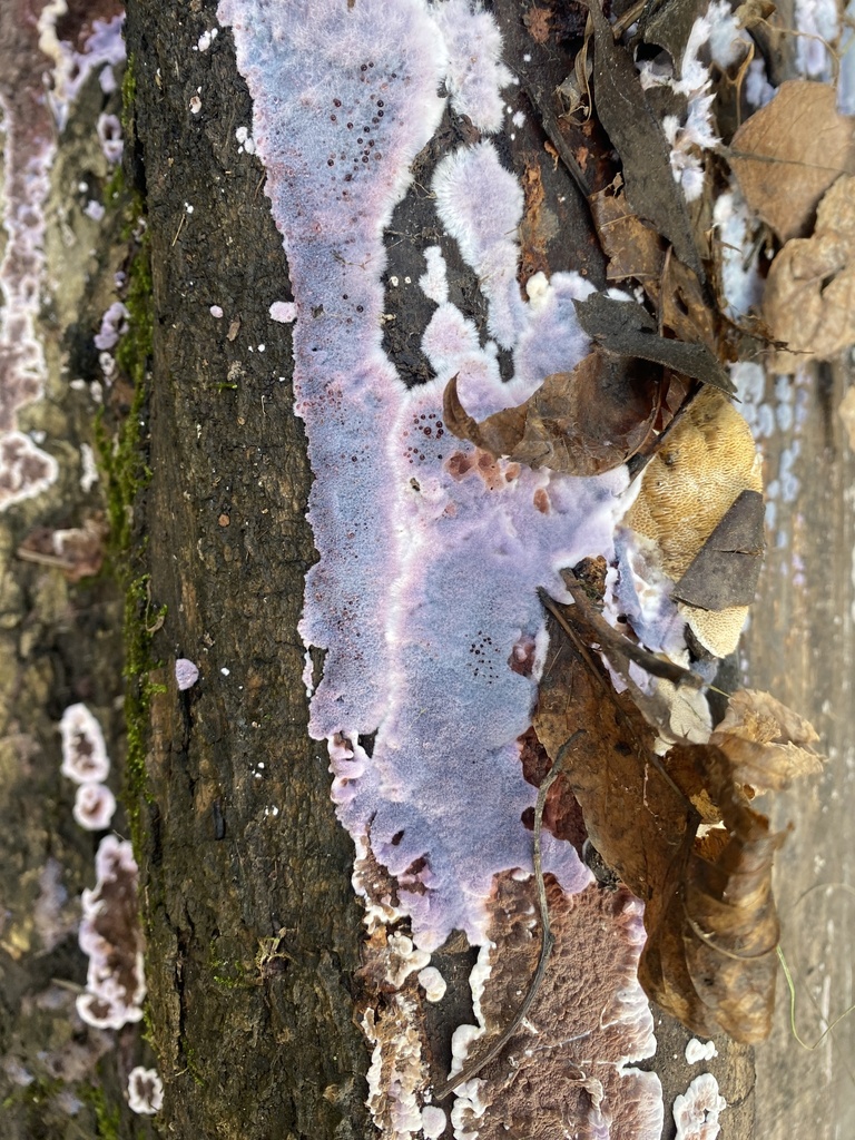 Punctularia atropurpurascens