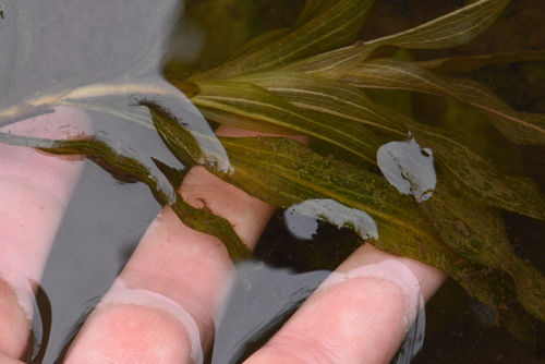 Alpine pondweed (Potamogeton alpinus)