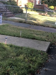 Sciurus carolinensis