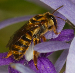 Mellitidia tomentifera