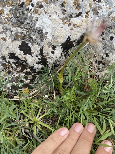Pulsatilla albana, photograph 6