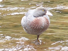 Hymenolaimus malacorhynchos