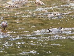 Hymenolaimus malacorhynchos