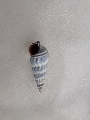 Zeacumantus lutulentus