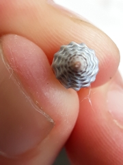 Zeacumantus lutulentus