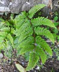 Pteris aspericaulis
