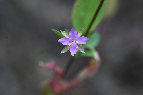 Lake Almanor clarkia (Clarkia stellata)