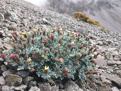 Chaenactis nevadensis