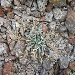 Physaria occidentalis occidentalis