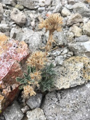 Oreocarya sobolifera