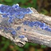 Cobalt Crust Fungus - Photo (c) Amber, some rights reserved (CC BY-NC), uploaded by Amber