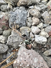 Physaria occidentalis occidentalis