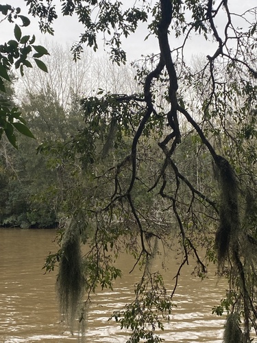 Lonchocarpus nitidus, photograph 3