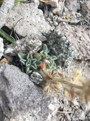 Oreocarya sobolifera