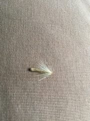 Angiospermae