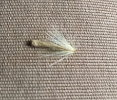 Angiospermae
