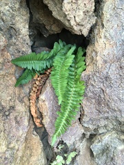 Polystichum scopulinum