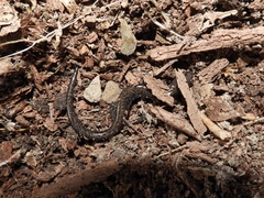 Plethodon hoffmani