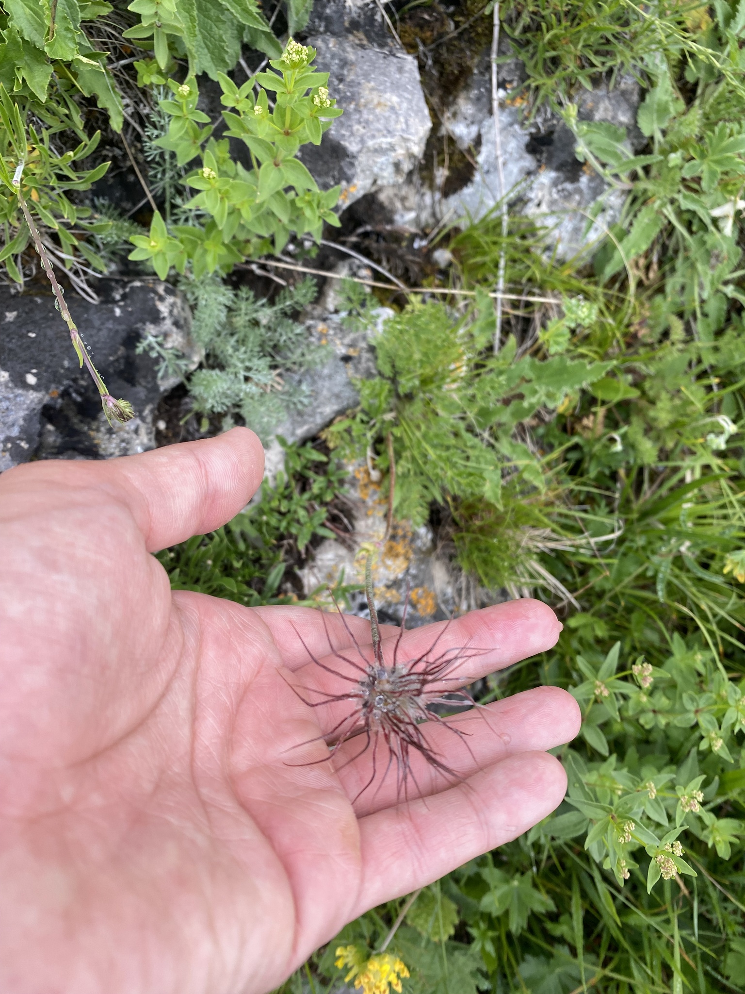 Albanian Pasque-Flower (Pulsatilla albana)