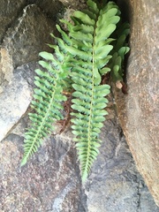 Polystichum scopulinum