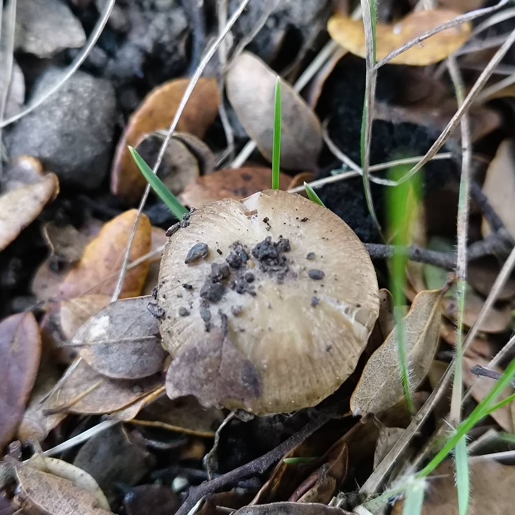 Inocybe · June 2025 · photo: © zedt (iNaturalist, cc-by)