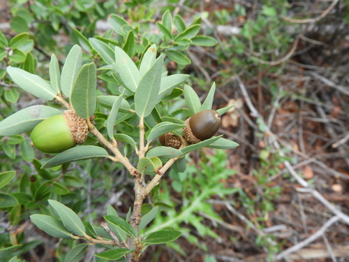 Quercus pringlei