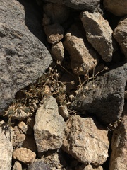 Sabulina nuttallii