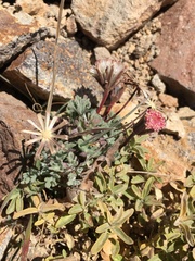 Chaenactis nevadensis