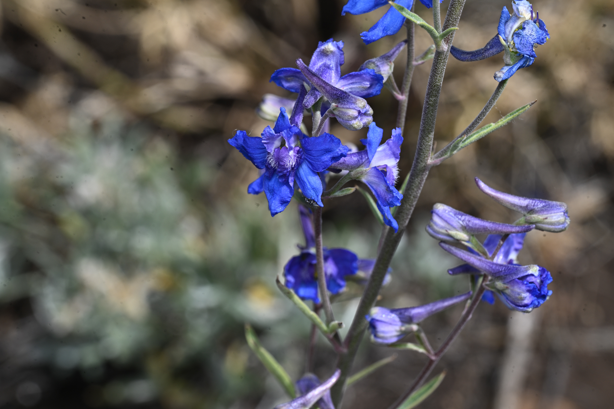 Delphinium stachydeum