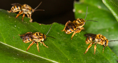 Mellitidia tomentifera