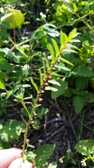 Phyllanthus evanescens