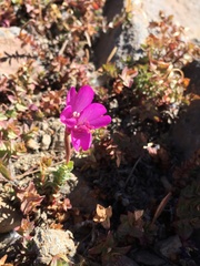 Epilobium obcordatum
