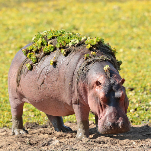 Common Hippopotamus