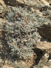 Chaenactis suffrutescens