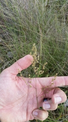Anthenantia