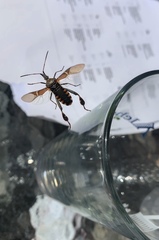 Leptoglossus clypealis