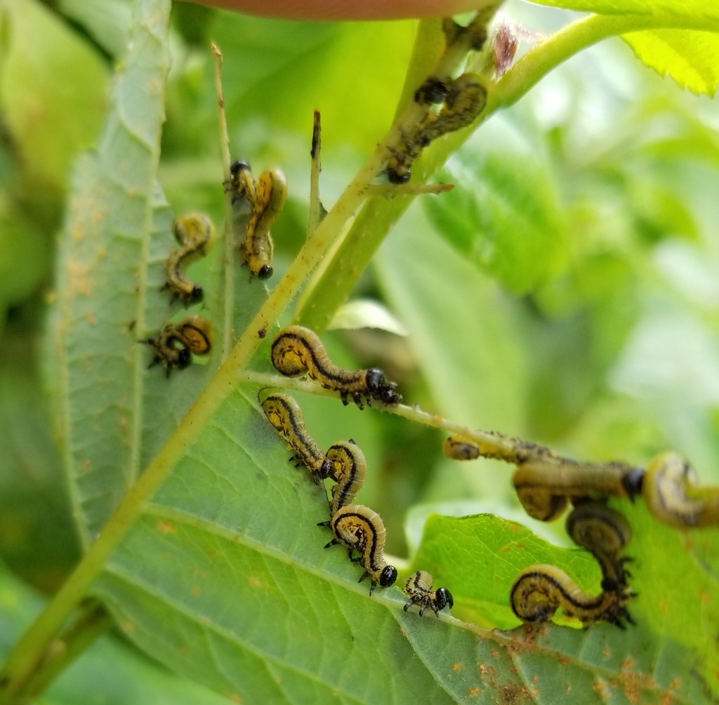 Striped alder sawfly